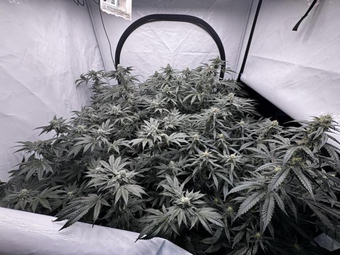 Another one ; 3 strain Run. Week 12 - 17.11: side view 