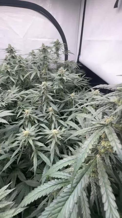 Another one ; 3 strain Run