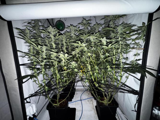 Another one ; 3 strain Run. Week 12 - 19.11: night 