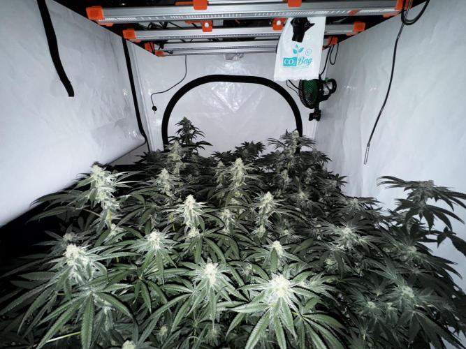 Another one ; 3 strain Run. Week 12 - 19.11: night 