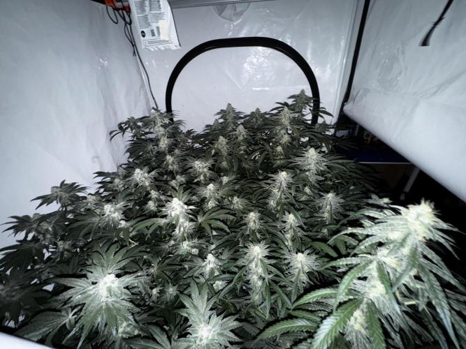 Another one ; 3 strain Run. Week 12 - 19.11: night 