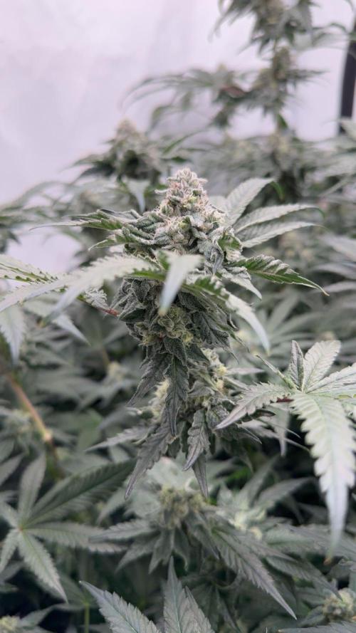 Another one ; 3 strain Run. Week 12 - 21.11: Lob#2