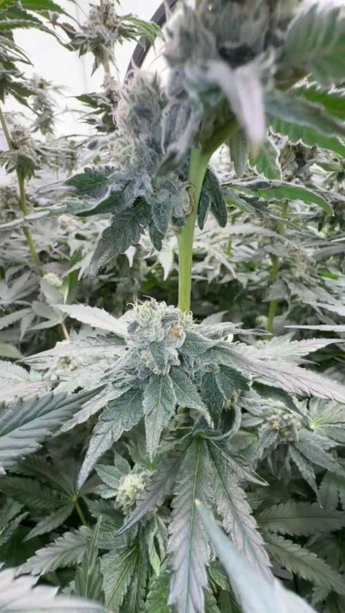 Another one ; 3 strain Run