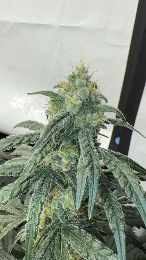 Another one ; 3 strain Run. Week 13 - 24.11: chemD