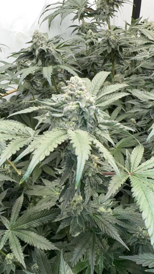 Another one ; 3 strain Run. Week 13 - 24.11: Lob#2