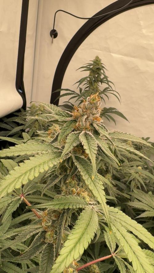 Another one ; 3 strain Run. Week 13 - 24.11: BBCxWC