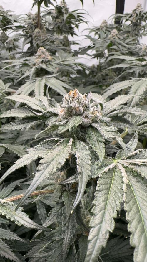 Another one ; 3 strain Run. Week 13 - 30.11: Lob #1