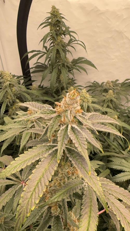 Another one ; 3 strain Run. Week 13 - 30.11: BBC 