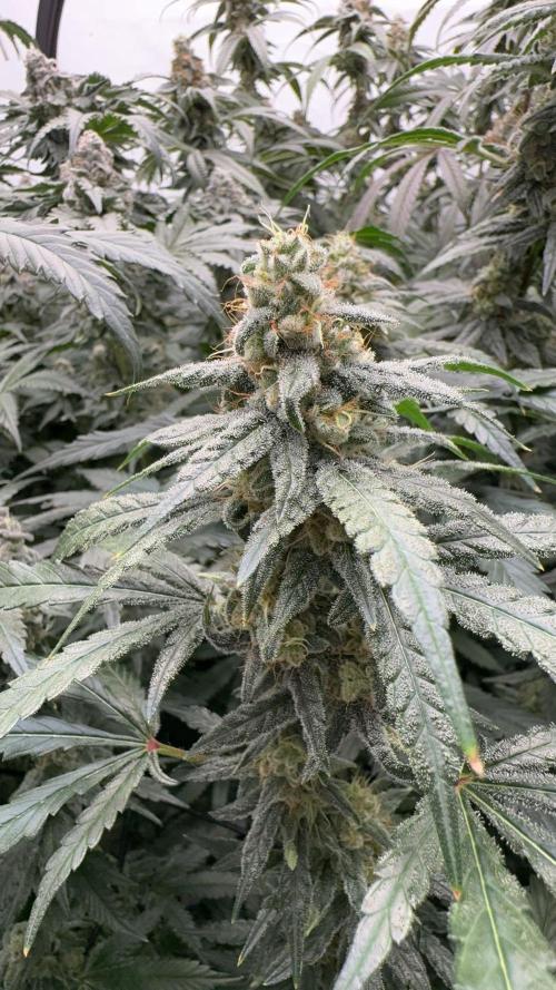 Another one ; 3 strain Run. Week 13 - 30.11: chemD