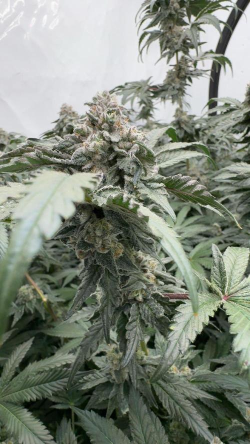 Another one ; 3 strain Run. Week 13 - 30.11: Lob#2