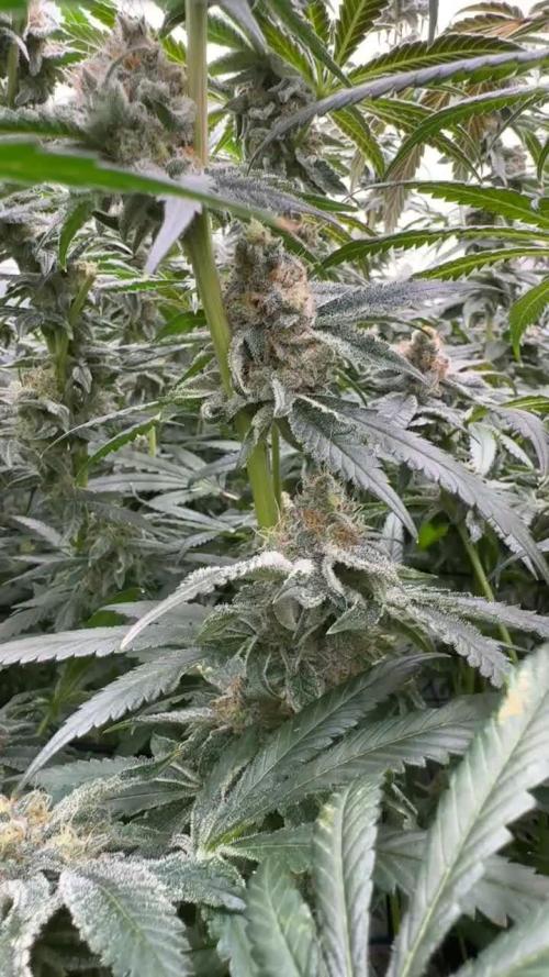 Another one ; 3 strain Run