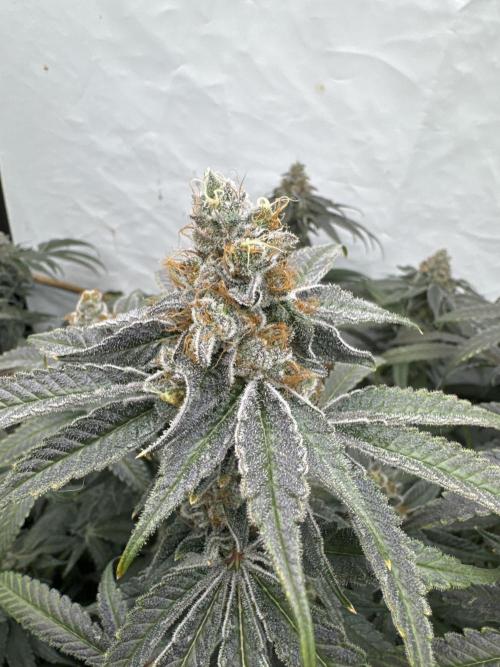 Another one ; 3 strain Run. Week 14 - 02.12: BBC