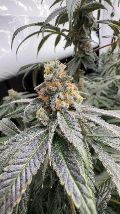 Another one ; 3 strain Run. Week 14 - 02.12: BBC