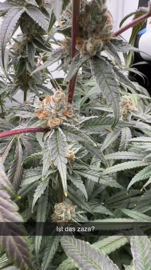 Another one ; 3 strain Run