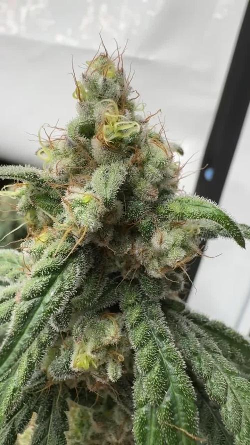 Another one ; 3 strain Run