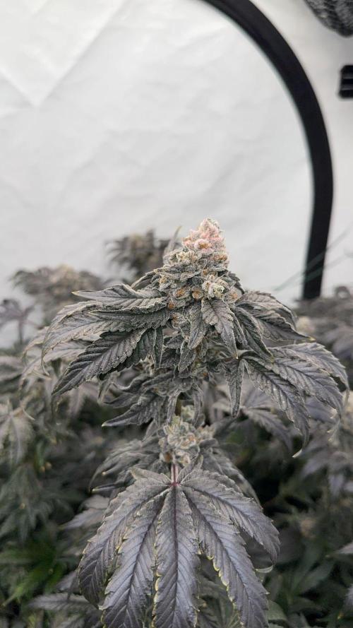 Another one ; 3 strain Run. Week 15