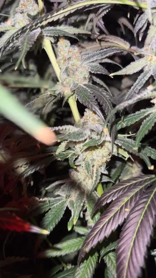 Another one ; 3 strain Run