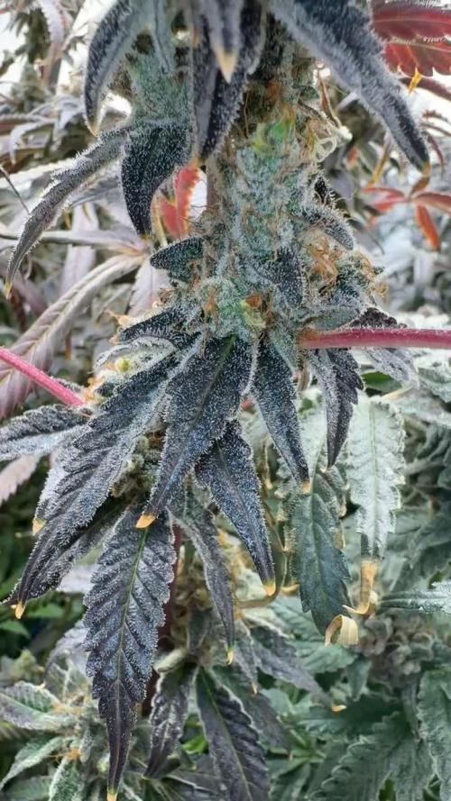 Another one ; 3 strain Run