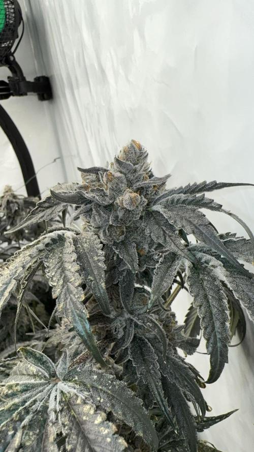 Another one ; 3 strain Run. Week 16 - 16.12: Lob#1 

Stanky ass beast