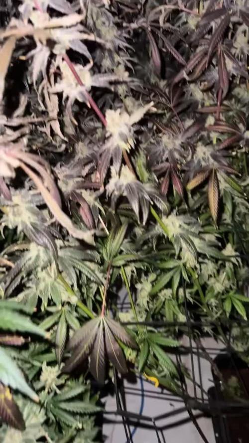 Another one ; 3 strain Run