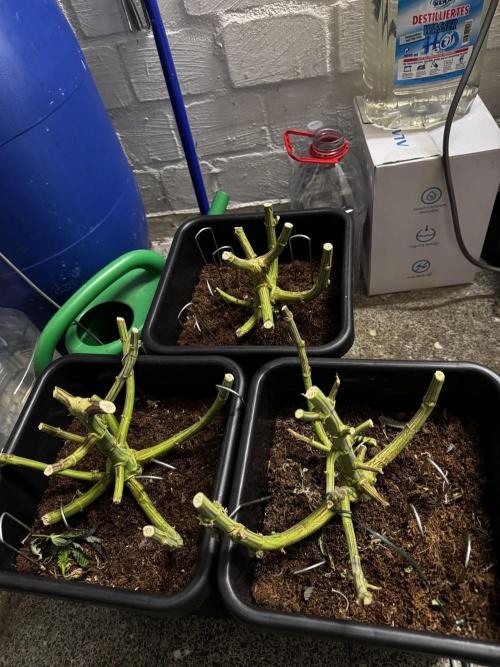 Another one ; 3 strain Run. Week 17