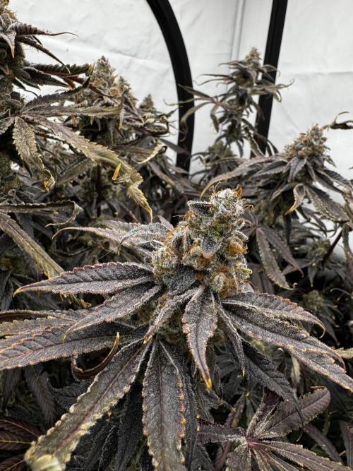 Another one ; 3 strain Run. Week 17