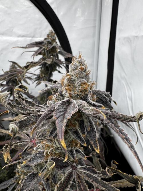 Another one ; 3 strain Run. Week 17