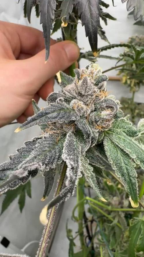 Another one ; 3 strain Run