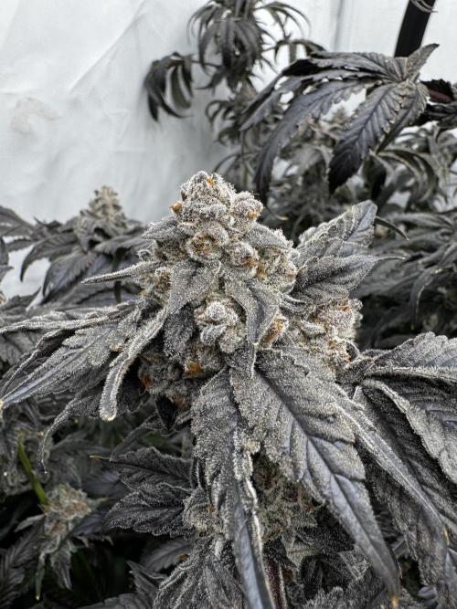 Another one ; 3 strain Run. Week 17