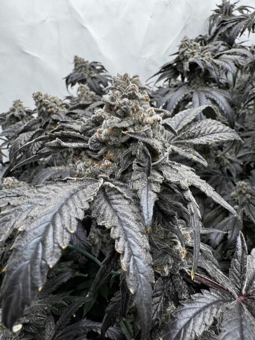 Another one ; 3 strain Run. Week 17