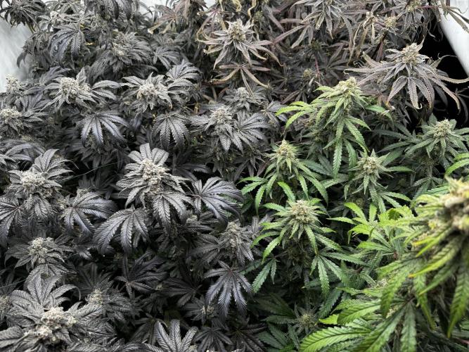 Another one ; 3 strain Run. Week 17