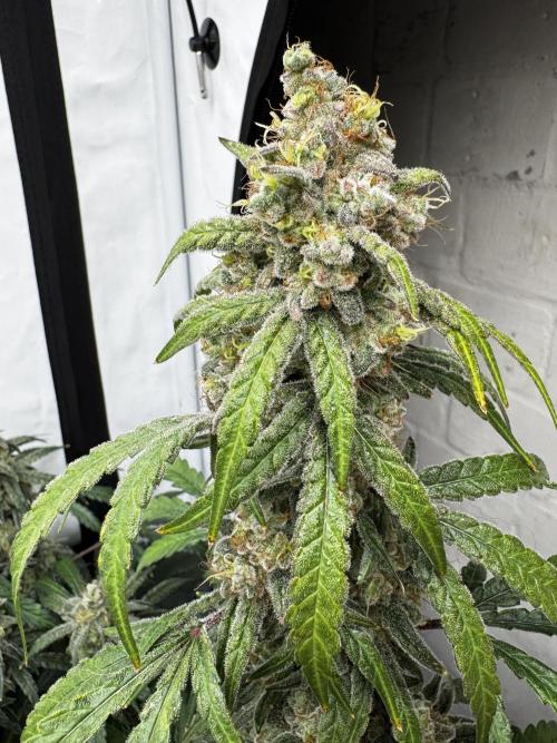 Another one ; 3 strain Run. Week 17