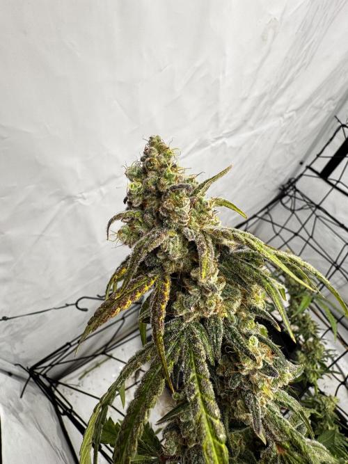 Another one ; 3 strain Run. Week 17