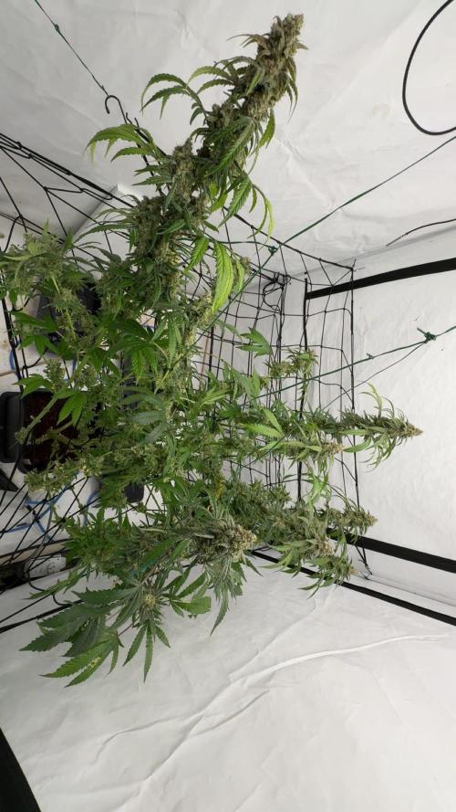 Another one ; 3 strain Run. Week 17