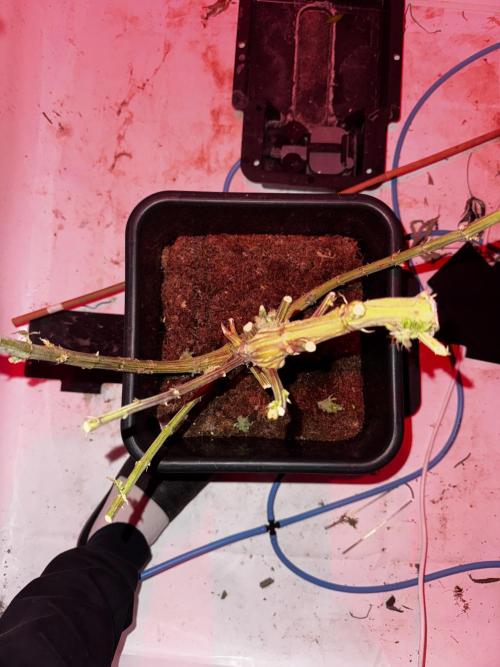 Another one ; 3 strain Run. Week 18