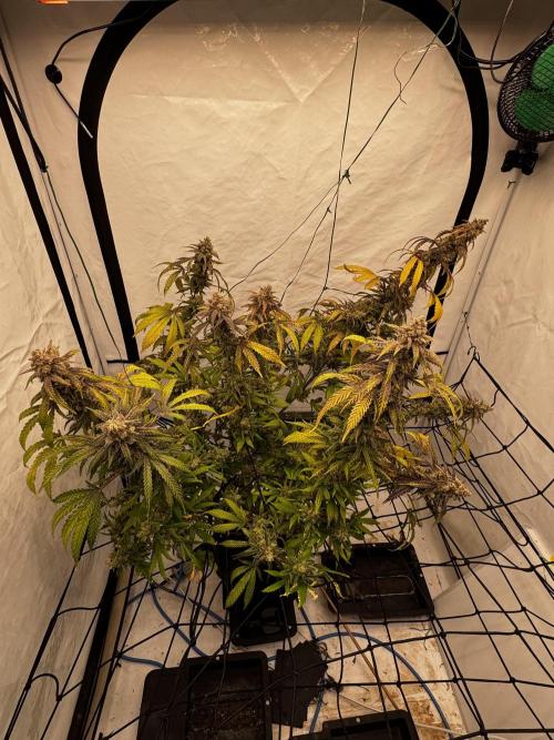 Another one ; 3 strain Run. Week 18