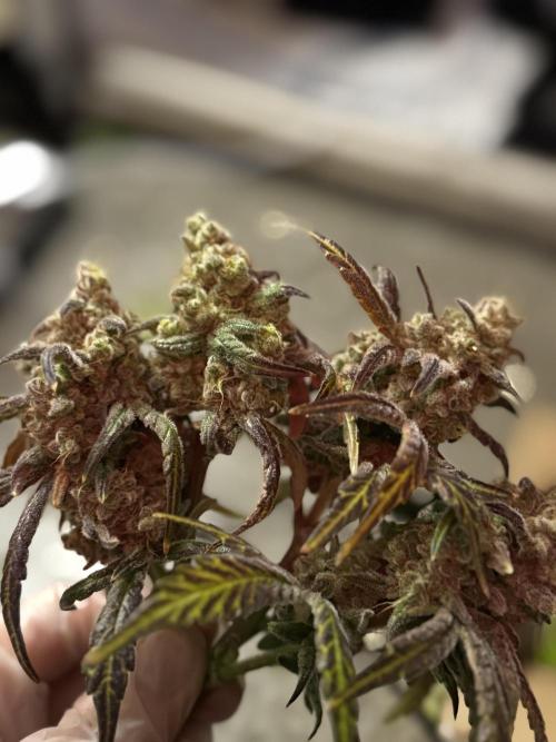 Another one ; 3 strain Run. Week 18