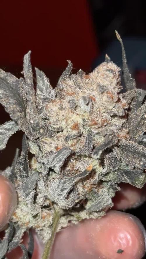 Another one ; 3 strain Run