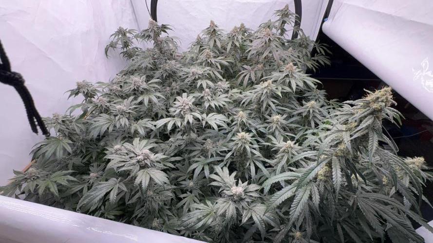 Another one ; 3 strain Run. Week 13 - 30.11: overview 1