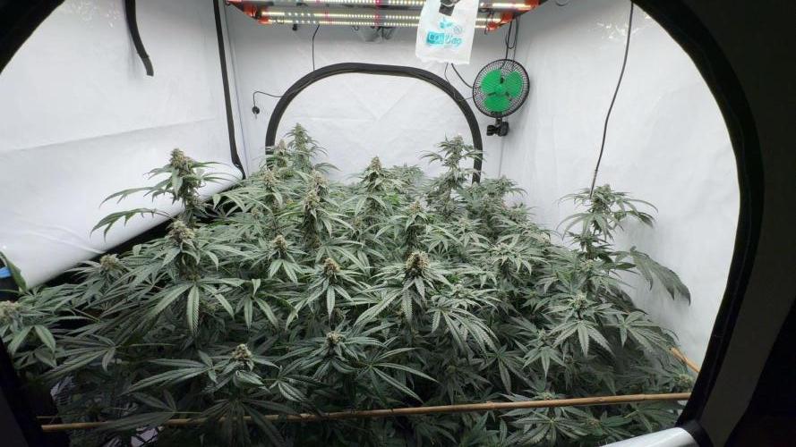 Another one ; 3 strain Run. Week 13 - 24.11: overview 2