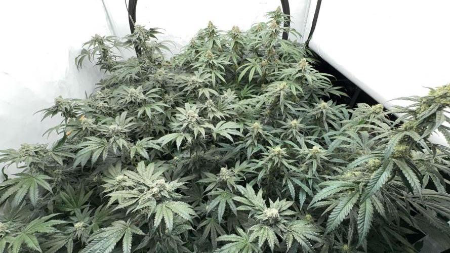 Another one ; 3 strain Run. Week 13 - Overview