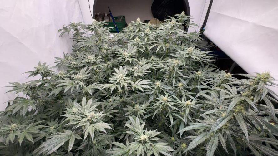 Another one ; 3 strain Run. Week 11 - 14.11