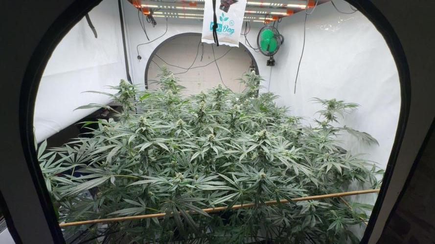 Another one ; 3 strain Run. Week 11 - 14.11