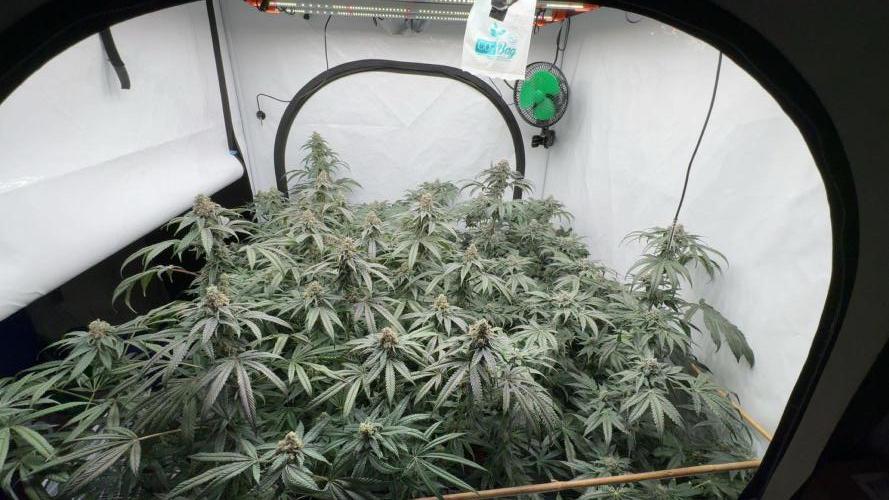 Another one ; 3 strain Run. Week 13 - 30.11: overview 2