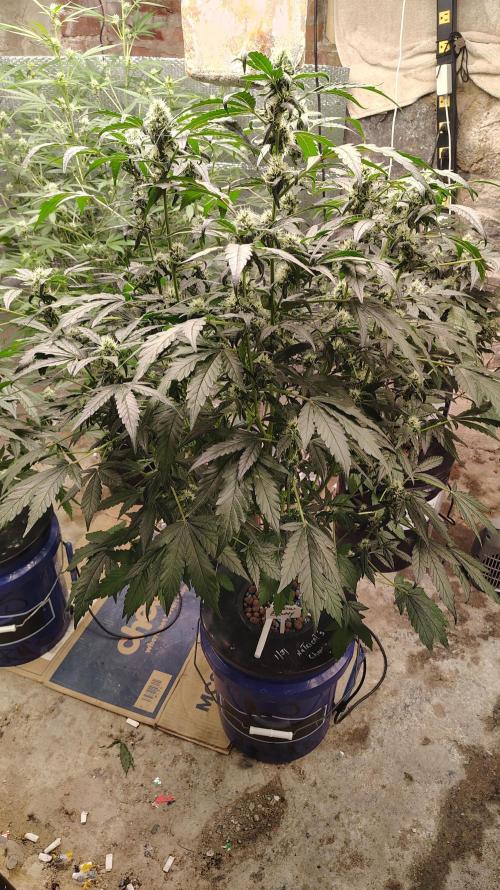 A.s Farms. Week 6 - Looking Beautiful 