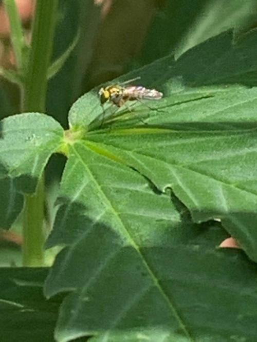 Dos Si Dos 33. Week 11 - Long-Legged Fly (Family Dolichopodidae)