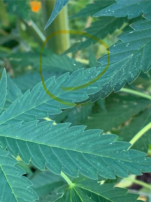 Dos Si Dos 33. Week 11 - Green Lacewing Egg