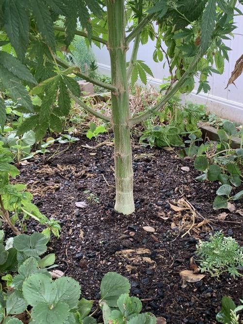 The 14 ft Monster. Week 18