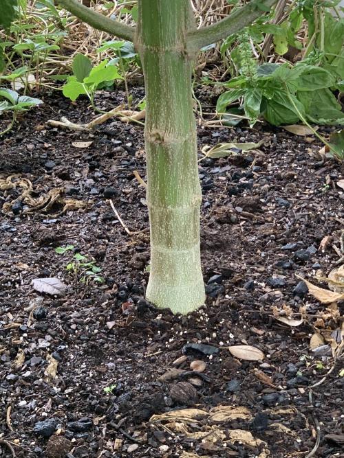 The 14 ft Monster. Week 18