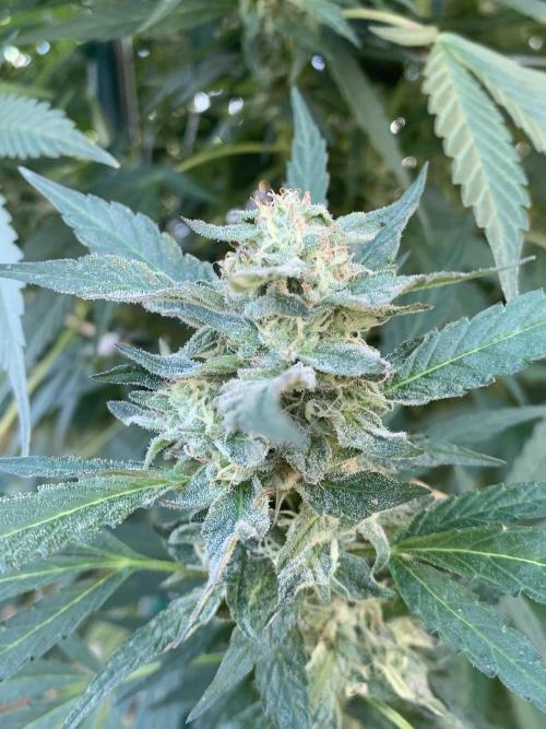 The 14 ft Monster. Week 18